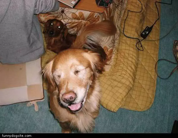 Dogs Love Camera