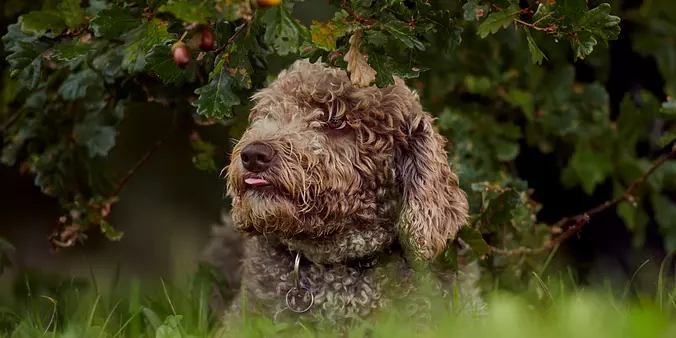 Spanish Water Dog closeup