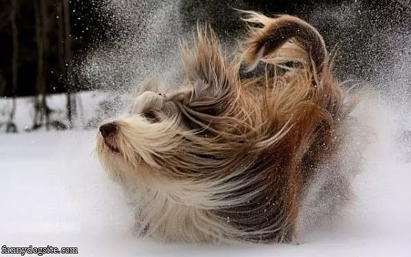 Snow Land