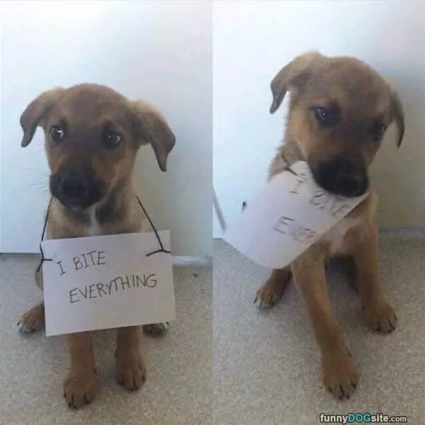 I Bite Everything