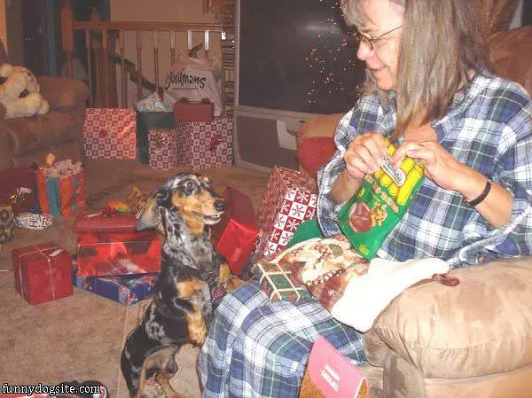 Dog Treats