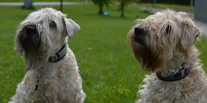 Soft Coated Wheaten Terrier...