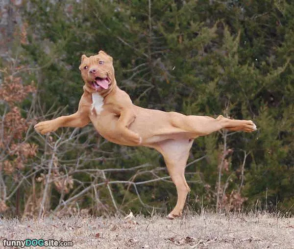 Fabulous Dog