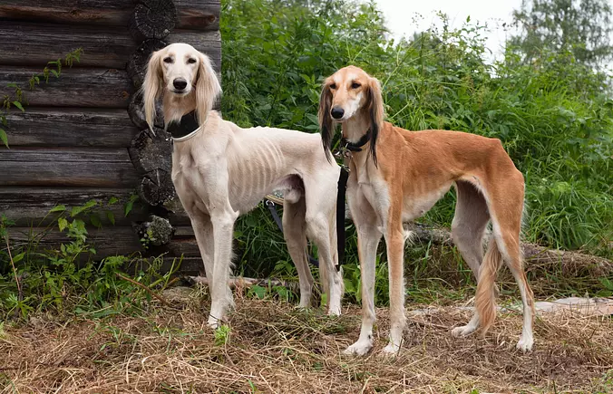 Saluki brothers