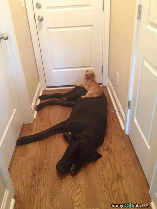 Got My Own Awesome Bed