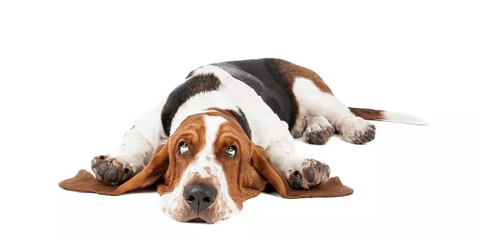 Funny Basset Hound