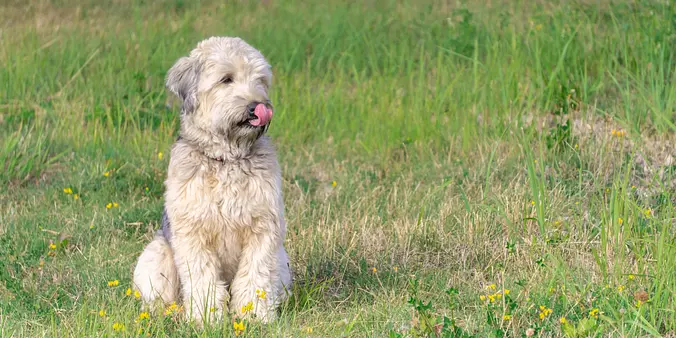 Soft Coated Wheaten Terrier...