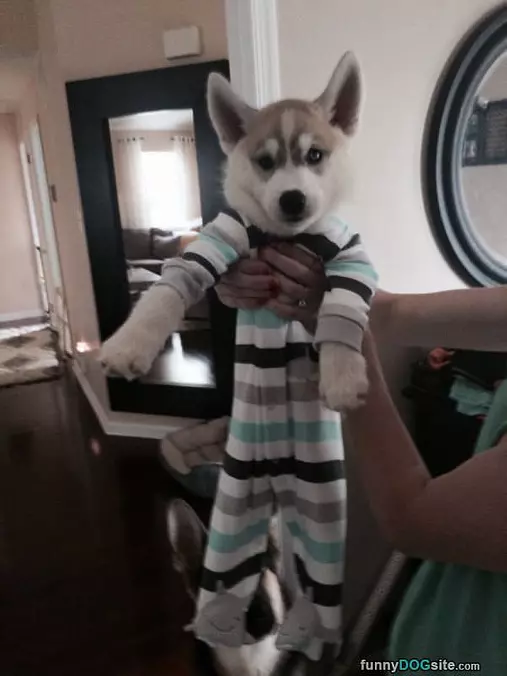 I Has Pajamas