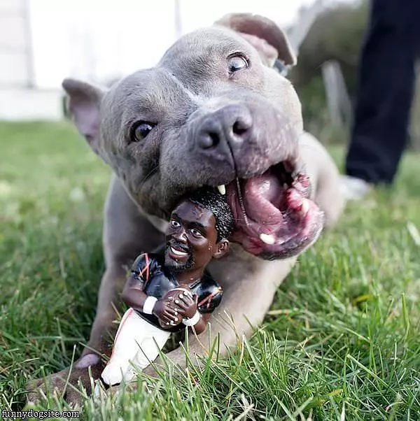 Vick Chew Toy