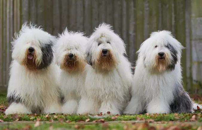Old English Sheepdog family
