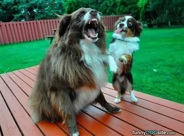 Woof Woof Woof