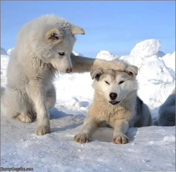 Good Boy