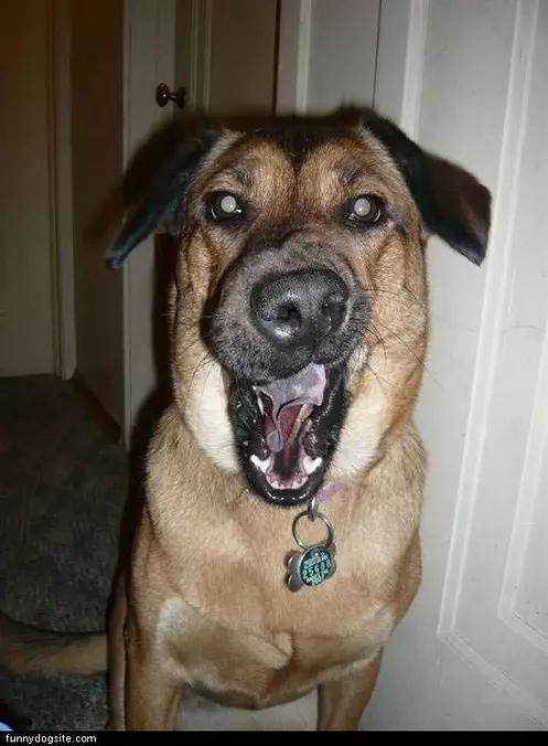 Funny Face
