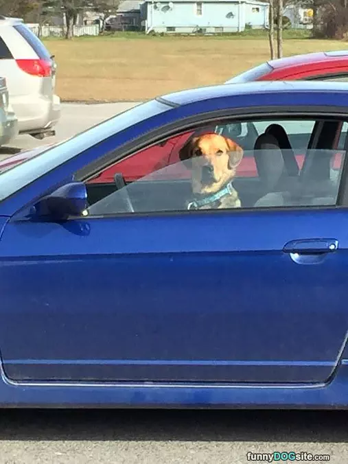 Dude Get In