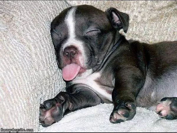 Asleep And Dreaming