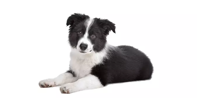 black and white Border Collie