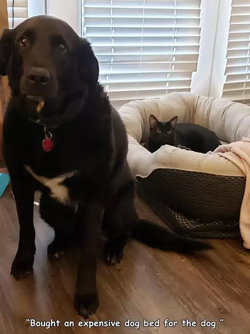 Bought An Expensive Dog Bed
