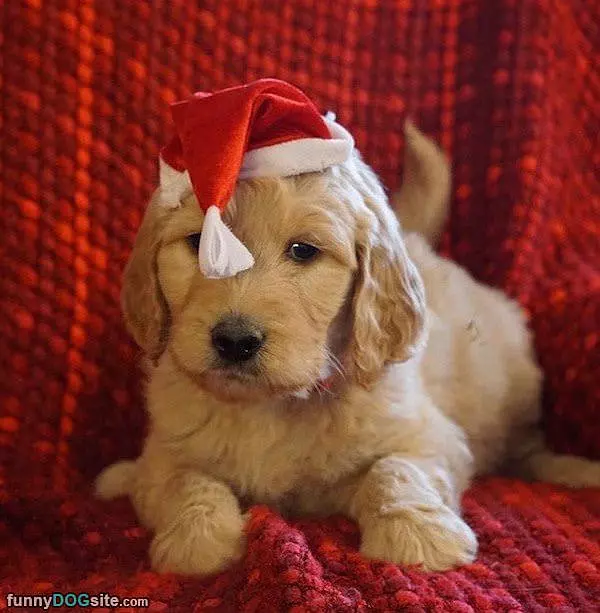 Ready For Santa To Come