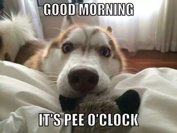 Good Morning