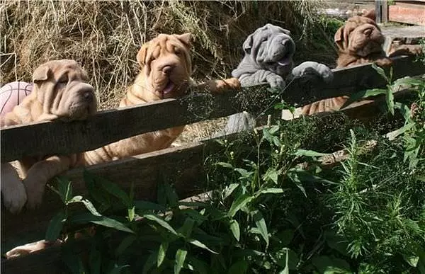 Sharing The Fence