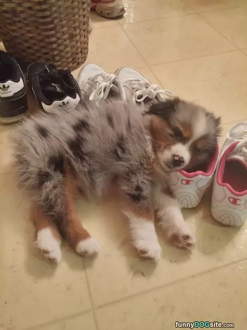 Shoe Pillow