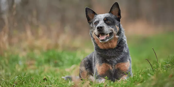 Australian Cattle Dog Smiling