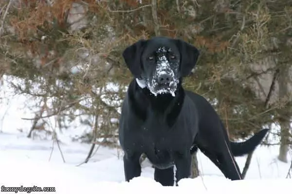 Just Eating Some Snow