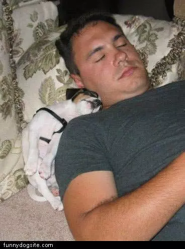 Napping With His Owner