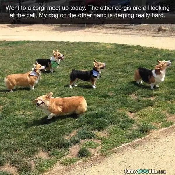 Corgi Party