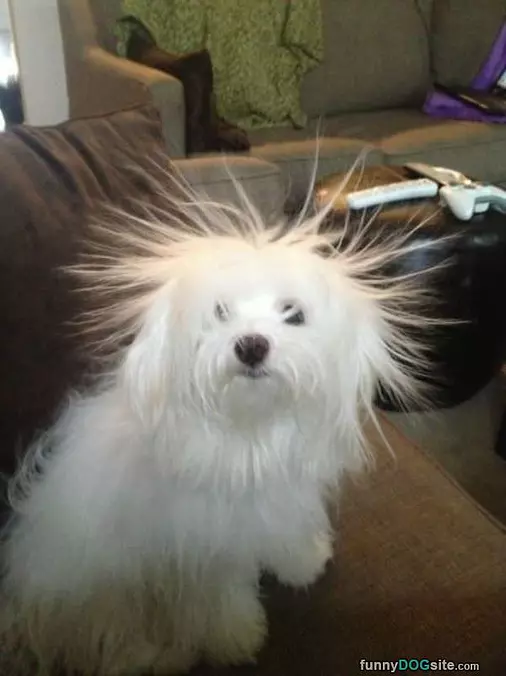 Staticy Hair