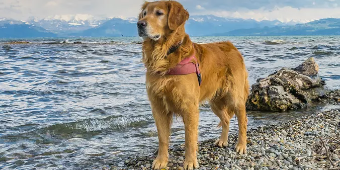 Golden Retriever on the beach