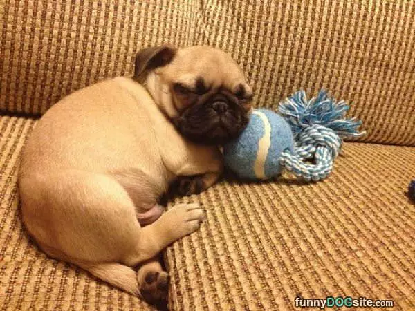 Sleeping Till Play Time