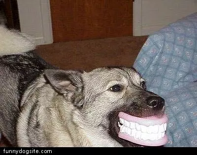 Fake Teeth
