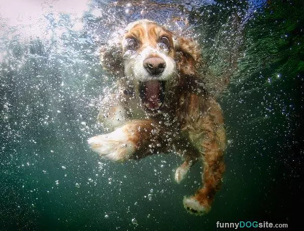 Under Water Shot