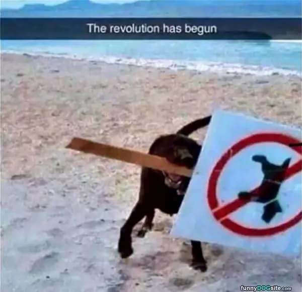 The Revolution Has Begun
