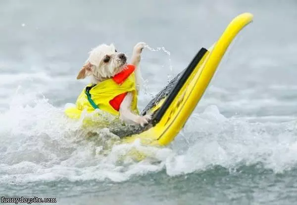 Surf Dog