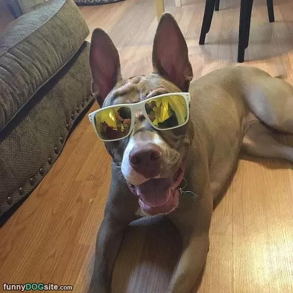 Got My Cool Glasses On