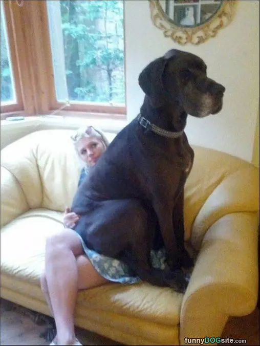 Lap Dog