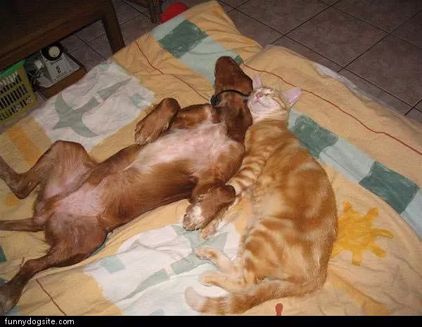 Friends Passed Out