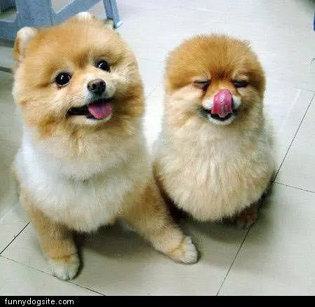 Face Lick