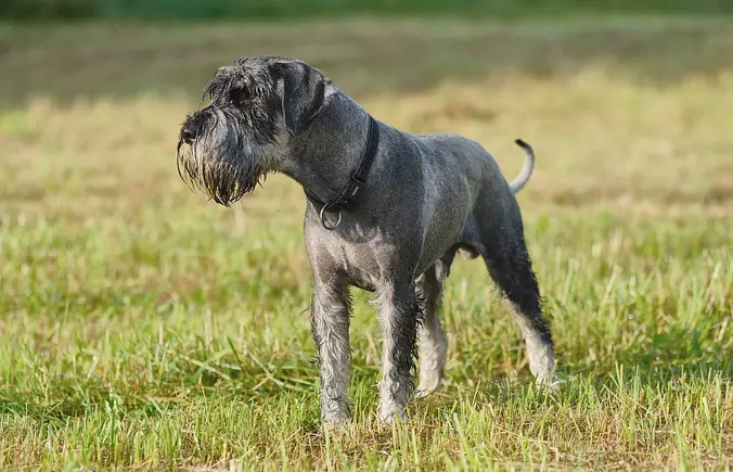 Standard Schnauzer looking ...