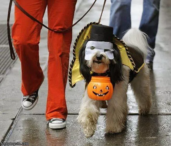 Happy Halloween