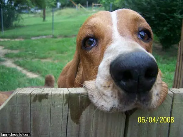 Let Me Out