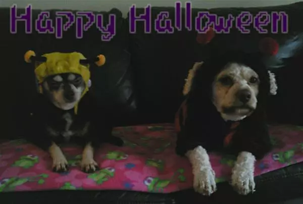 Happy Halloween Dogs