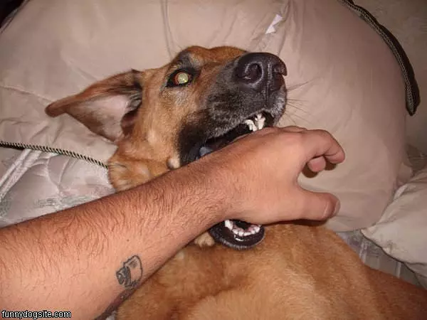 Nom Nom Nom Nom