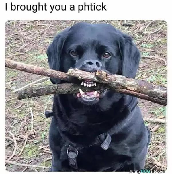 Brought You A Stick