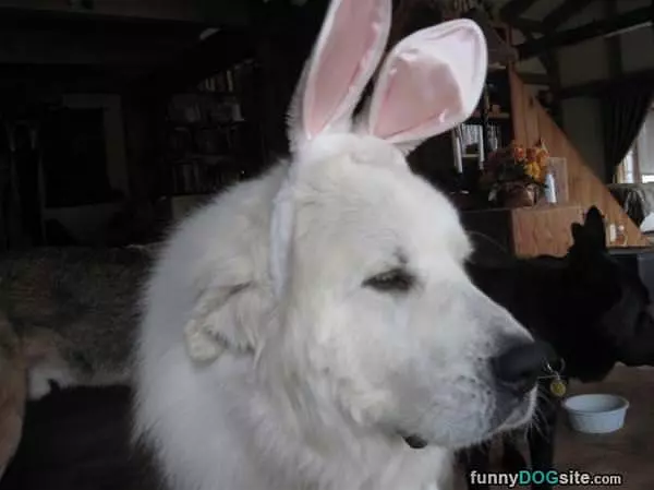 I Am A Bunny