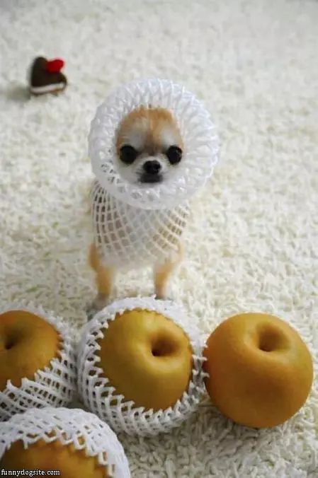 I Am An Apple