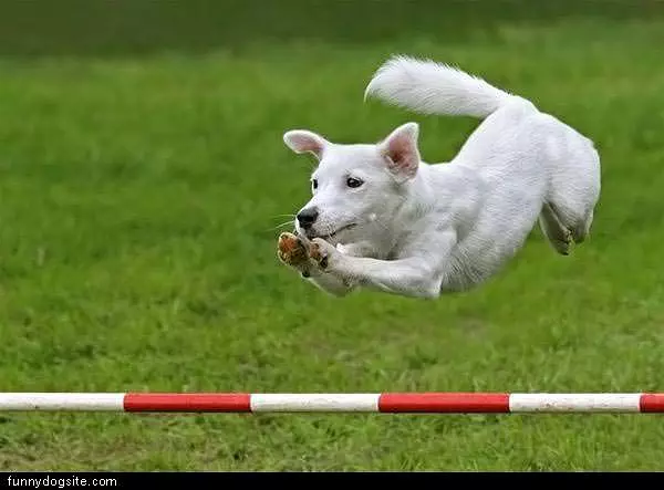 Jumper Dog
