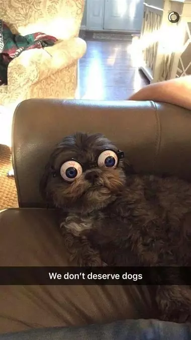 Dogs Are The Best